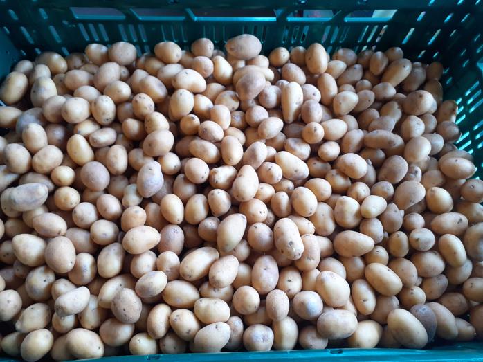 Kleine gewassen aardappelen